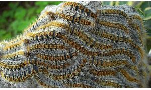 Chenilles processionnaires ABC Guepes 77