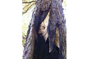 nid frelons ABC Guepes 77