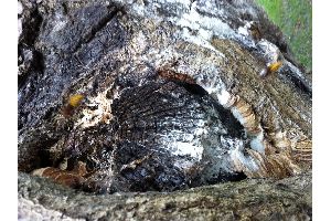 nid frelon ABC Guepes 77