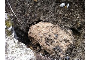 nid guepe ABC Guepes 77