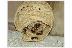 nid de frelon ABC Guepes