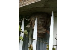 nid guepes ABC Guepes 77