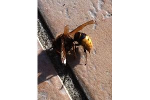 frelon ABC Guepes 77